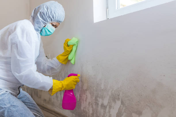 Kellogg, ID Mold Removal & Remediation Company